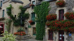 Streets Flowers flower