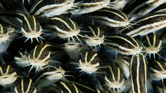 Striped eel Catfish Aquarium