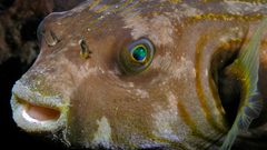 Stripes toadfish high Aquarium