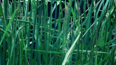 Strong bent Green grass