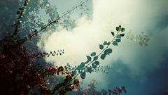 Style for something like looking This same similar