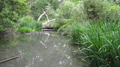 Suddenly summertime high