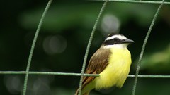 Sulphuratus in Brazil we