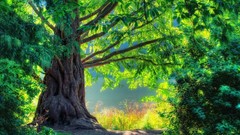 Summer branches trunk light colors