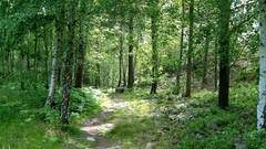 Summer day nature Trees