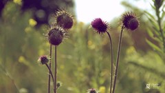 Summer Plants Thistles