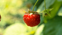 Summer red Berries fruits raspberries suite framboise