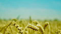 Summer wheat nature fields