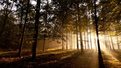 Sun abstract shadows sunlight forests