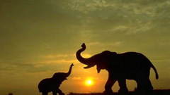 Sun Animals silhouettes elephants