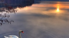 Sun Birds Swans lakes
