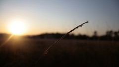 Sun blue Plants close-up