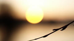 Sun branches silhouettes bokeh