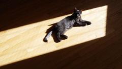 Sun cats bath katzen