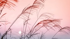 Sun China Plants skyscapes