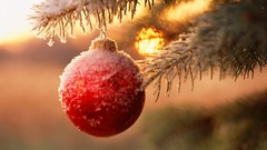 Sun Christmas frost bokeh pine trees depth of field Christmas 