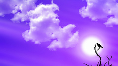 Sun clouds bird purple