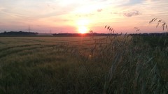 Sun clouds fields 1961