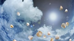 Sun clouds flower petals