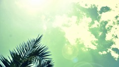 Sun clouds light palm trees skies
