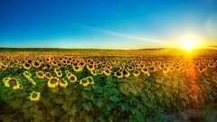 Sun fields Sunflowers