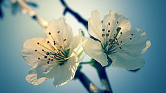 Sun Flowers Knights macro