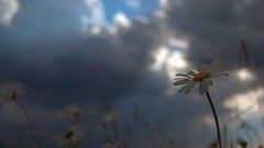 Sun Flowers skyscapes