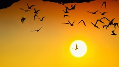 Sun flying silhouettes bats