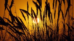 Sun gold Plants silhouettes fields sunlight