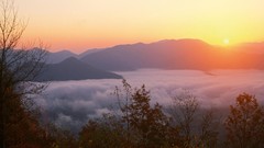 Sun horizon Trees sunrise