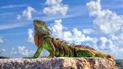Sun iguana lizards