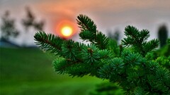 sun nature macro leaves pine cones blurred photography Plants