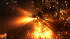 Sun Rays nature lazy