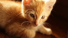 Sun red light cats floor