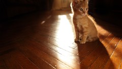 Sun red light cats floor