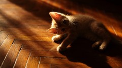 Sun red light cats floor