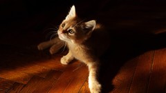 Sun red light cats floor