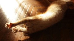 Sun red light cats floor