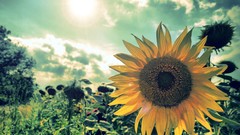 Sun summer HDR Photography