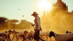 Sun Temples national geographic Myanmar burma Goats Buddhist 