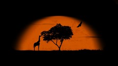 Sun Trees Africa Giraffes