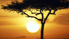 Sun Trees Animals wildebeest