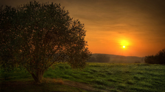 Sun Trees grass outdoors