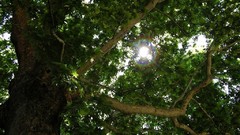 Sun Trees sunlight Bulgaria