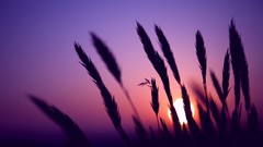 Sun wheat Violet silhouettes