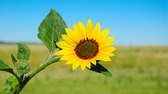 Sunflower asteraceae helianthus flower