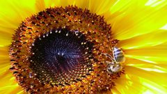 Sunflower bee widescreen Flowers
