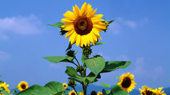 Sunflower Plants widescreen photos