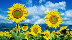 Sunflowers