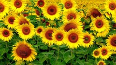 Sunflowers